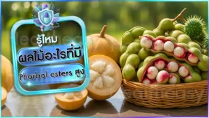 ผลไม้อะไรที่มี Phorbol esters สูง