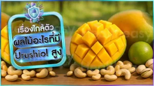 ผลไม้อะไรที่มี Urushiol สูง