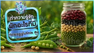 ผักอะไรที่มี Hemagglutinin สูง