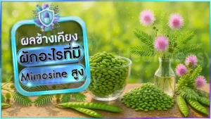 ผักอะไรที่มี Mimosine สูง