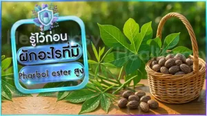 ผักอะไรที่มี Phorbol ester สูง