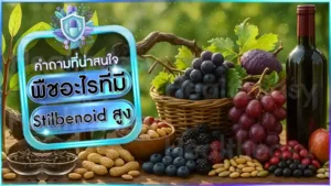 พืชอะไรที่มี Stilbenoid สูง